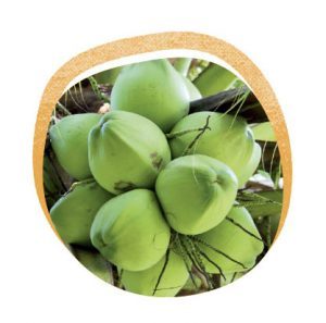 jaf-cocco